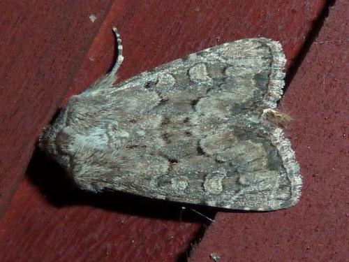 Réf. 221 075 : Luperina testacea